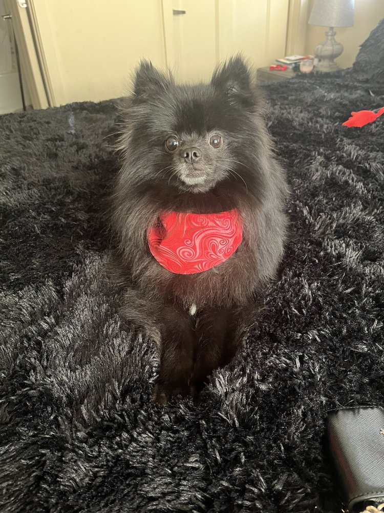 Sydnee's Pet Grooming Image