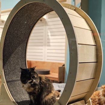 Cat Cafe Moff - Themed Cafes Near Me - Honolulu, Hawaii