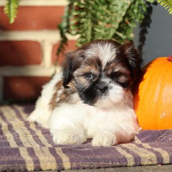 Sweet Dream Puppies - Pet Breeders Near Me - Ronks, Pennsylvania Sweet Dream Puppies - Pet Breeders Near Me - Ronks, Pennsylvania