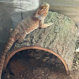 Rainbow Mealworms - Reptile Shops Near Me - Compton, California