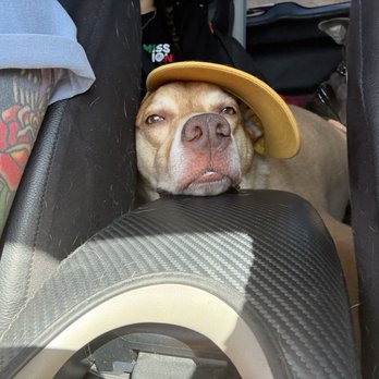 Cedar Veterinary Hospital - My angel baby - Veterinarians Near Me - Fresno, California Cedar Veterinary Hospital - My angel baby - Veterinarians Near Me - Fresno, California