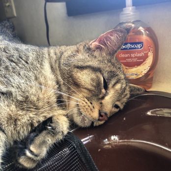 Forest Ridge Veterinary Hospital - When we got home from the vet. - Veterinarians Near Me - Earlton, New York Forest Ridge Veterinary Hospital - When we got home from the vet. - Veterinarians Near Me - Earlton, New York