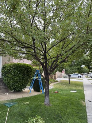 Tree Trimming Services - Our tree services team delivers comprehensive care for your landscape, including tree removal, pruning, trimming, and emergency storm clean-up. We combine safety, expertise, and modern equipment to handle everything from routine maintenance to hazardous tree removal. Whether you need to improve curb appeal, manage overgrown branches, or ensure property safety, our skilled professionals are dedicated to protecting your trees and property year-round. Tree Trimming Services - Our tree services team delivers comprehensive care for your landscape, including tree removal, pruning, trimming, and emergency storm clean-up. We combine safety, expertise, and modern equipment to handle everything from routine maintenance to hazardous tree removal. Whether you need to improve curb appeal, manage overgrown branches, or ensure property safety, our skilled professionals are dedicated to protecting your trees and property year-round.
