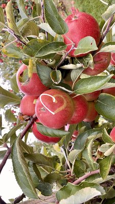 APPEL HAPPEL by null