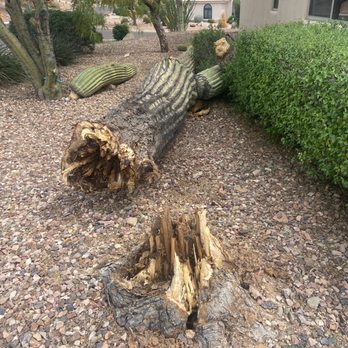 The Cactus Doctor - Gardeners Near Me - Phoenix, Arizona