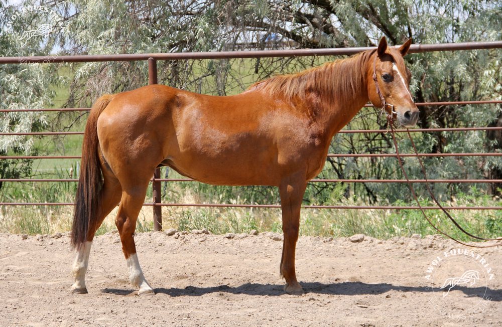Awol Equestrian - equestrian in Meridian, ID