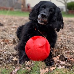Colonial Chem-Dry - Daphne has been a member of the office staff for over 10 years