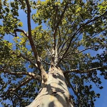 Salas Tree Service - Tree Services Near Me - Bethany, Oklahoma Salas Tree Service - Tree Services Near Me - Bethany, Oklahoma
