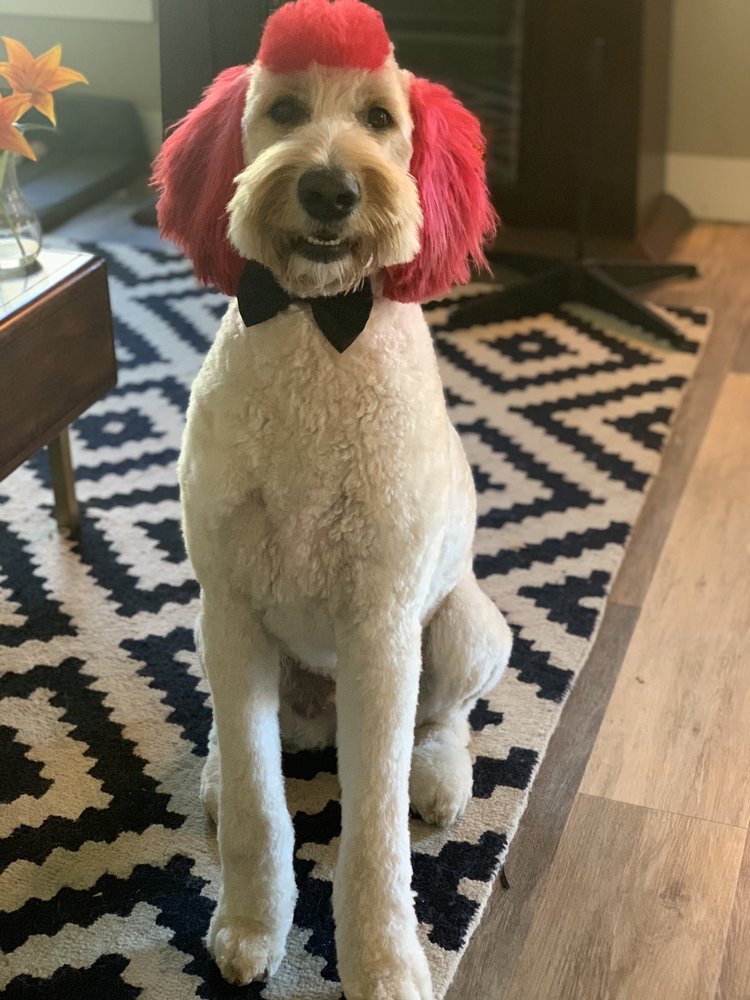 LITTLE DIGGERS DOG & CAT GROOMING Updated September 2024 10 Photos 3506 W State St, Boise