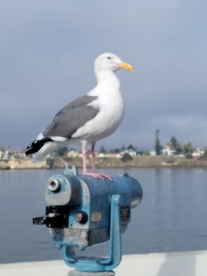 Santa Cruz Wharf by null