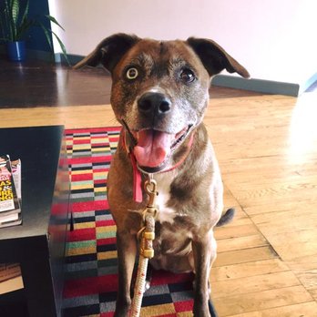 District Veterinary Hospital Brookland - Luna doesn't even think she's at the vets. They got super comfortable leather couches and nice rugs to lay on. - Veterinarians Near Me - Washington, DC, District of Columbia