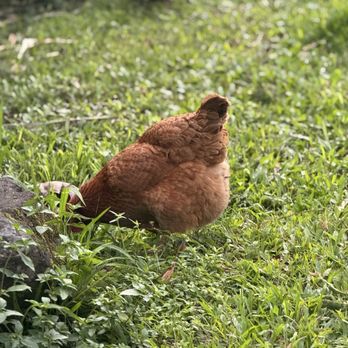 Hawaiian Sanctuary - plump , happy , healthy chickens - Health Retreats Near Me - Pāhoa, Hawaii Hawaiian Sanctuary - plump , happy , healthy chickens - Health Retreats Near Me - Pāhoa, Hawaii