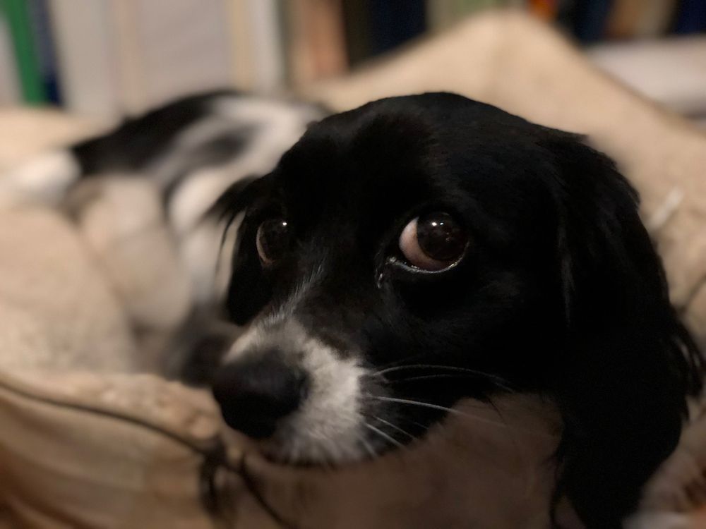 DALLAS DOG DAYCARE AND BOARDING Updated October 2024 10 Reviews