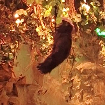Rainforest Cafe - Monkey show - American Near Me - Ontario, California Rainforest Cafe - Monkey show - American Near Me - Ontario, California