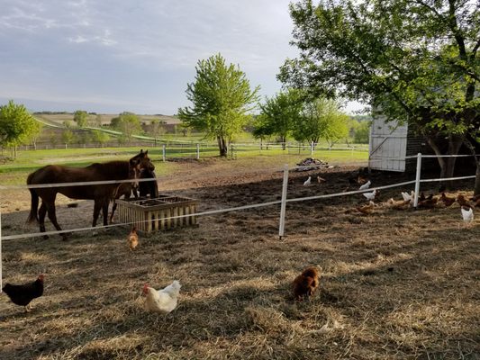Red Barn Farm by null