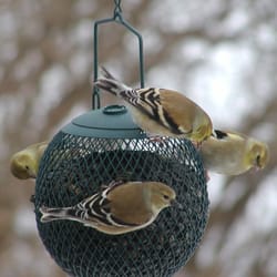 The Bird Garden - Refillable Seed Ball