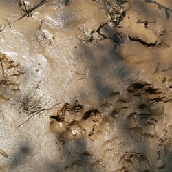 C.F. Phelps Wildlife Management Area - What tracks are these?