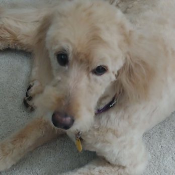 BluePet mobile grooming - Goldendoodle - Pet Groomers Near Me BluePet mobile grooming - Goldendoodle - Pet Groomers Near Me