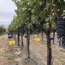 Shackelford Vintners