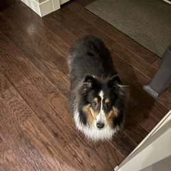 De-Tails Pet Salon