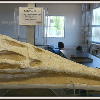 Mama's Minerals - Fossilized crocodile skull. - Jewelry Near Me - Albuquerque, New Mexico