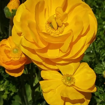 The Flower Fields - Venues & Event Spaces Near Me - Carlsbad, California