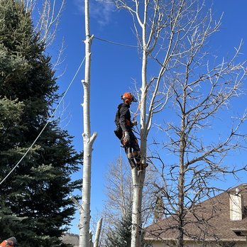 CM Tree Service and Removal - tree trimming - Tree Services Near Me - Billings, Montana CM Tree Service and Removal - tree trimming - Tree Services Near Me - Billings, Montana