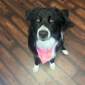 Well Groomed Pets - Chandler - Pet Groomers Near Me - Chandler, Arizona Well Groomed Pets - Chandler - Pet Groomers Near Me - Chandler, Arizona