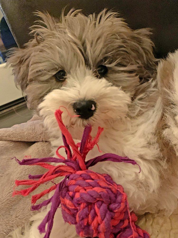 Windy Hill Kennel 2019 All You Need to Know BEFORE You Go (with