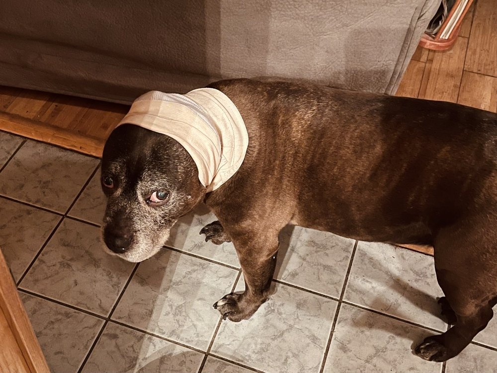 TRUE CARE VETERINARY HOSPITAL HOWELL NJ Updated August 2024 29