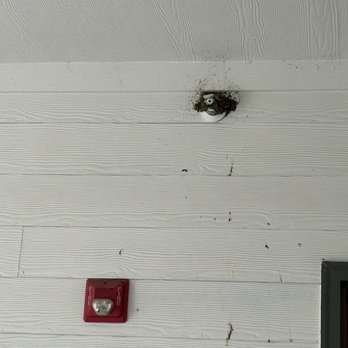 Stonebridge at City Park - Birds nest covering fire sprinkler - Apartments Near Me - Houston, Texas