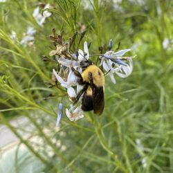 Bumblebee