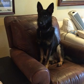 Front Range German Shepherd Dog Rescue - Animal Shelters Near Me