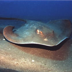 Los Gigantes Diving Centre
