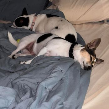 Gem City Petsitting - Pet Sitting Near Me Gem City Petsitting - Pet Sitting Near Me