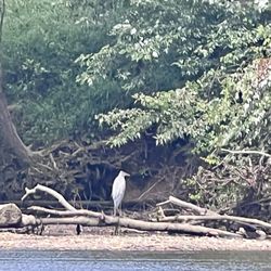 Canoe the Caney - Blue Heron
