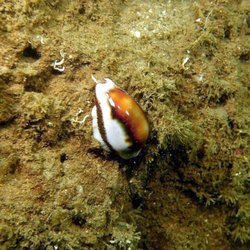 La Jolla Dive
