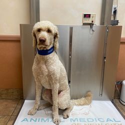 Animal Medical of New City - Reggiano waiting for Dr Gillman!