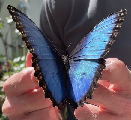 Wings of Mackinac by null