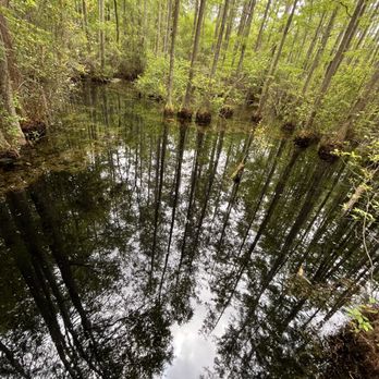 Woods Bay State Natural Area - The awesome reflections in the eerie black waters of woods bay. - Parks Near Me - Olanta, South Carolina Woods Bay State Natural Area - The awesome reflections in the eerie black waters of woods bay. - Parks Near Me - Olanta, South Carolina
