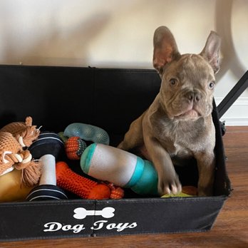 Frenchies Kingdom - Pet Stores Near Me Frenchies Kingdom - Pet Stores Near Me