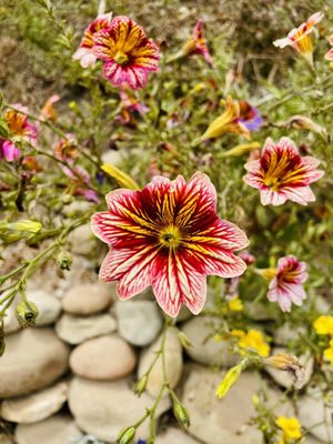 Ventura Botanical Gardens by null