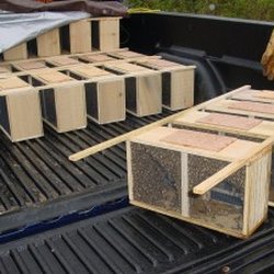 City Bee Savers