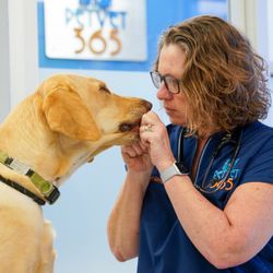 PetVet365