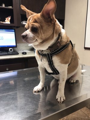 beach city animal hospital