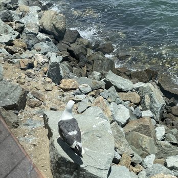 C Level - This little guy was hoping I would drop something, BUT I DIDNT! Lol - New American Near Me - San Diego, California