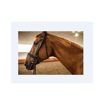 Pacific Banner Stable - Horseback Riding Near Me - Richmond, British Columbia