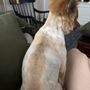 Photo of TopDawg Groomers