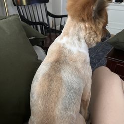 TopDawg Groomers