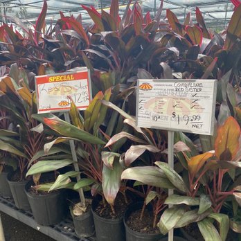 Houston Garden Centers - Nurseries & Gardening Near Me - Webster, Texas